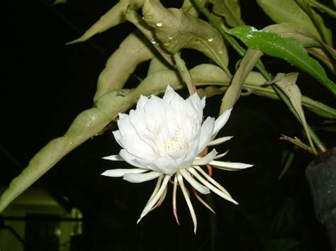 Kode alam bunga wijaya kusuma 000: Harga: Bibit Bunga Wijaya Kusuma Besar warna PutihRp15